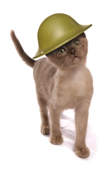 Котёнок в армейском шлеме — стоковое фото