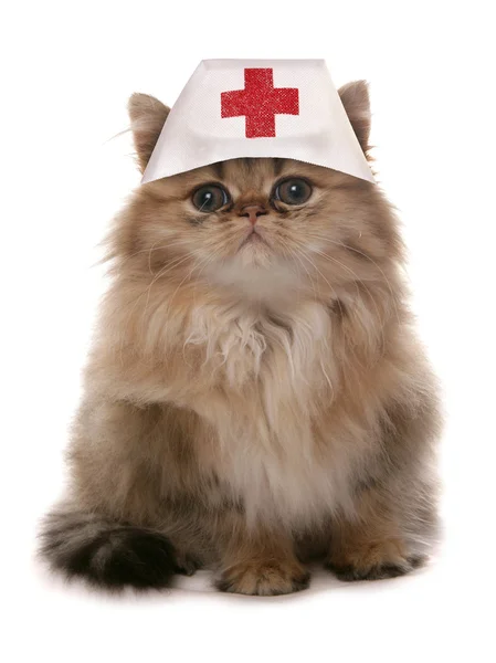 Cat doctor — Stock Photo, Image