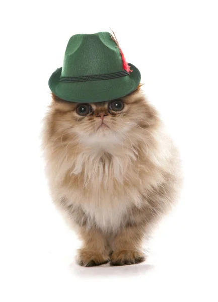 巴伐利亚啤酒节戴帽子的波斯猫 — 图库照片