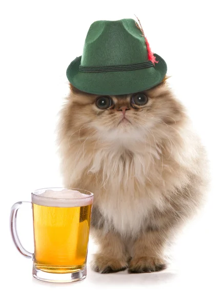 Gato persa vestindo chapéu bavarian festival de cerveja — Fotografia de Stock