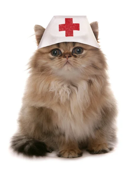 고양이 의사 스톡 사진
