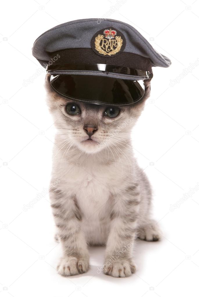 Kitten wearing RAF pilots hat
