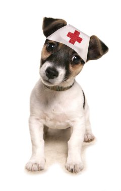 jack russell köpek tıbbi bir şapka