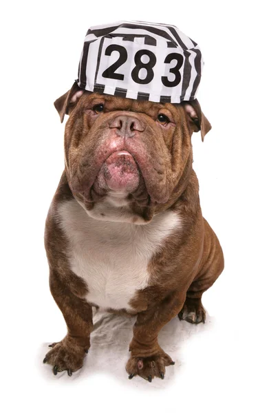 Bulldog indossa un cappello da prigioniero — Foto Stock