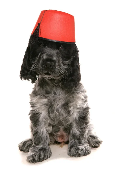 Cocker spaniel cane indossa un cappello fez — Foto Stock