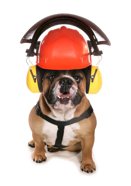 Bulldog usando chapéu de vestuário de trabalho de proteção — Fotografia de Stock