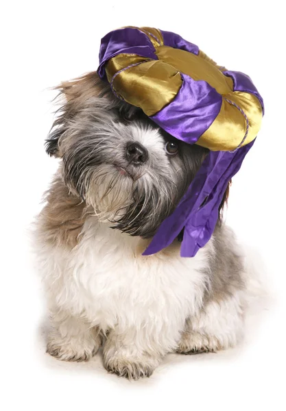 Shih tzu wearing a genie hat — Stock Photo, Image