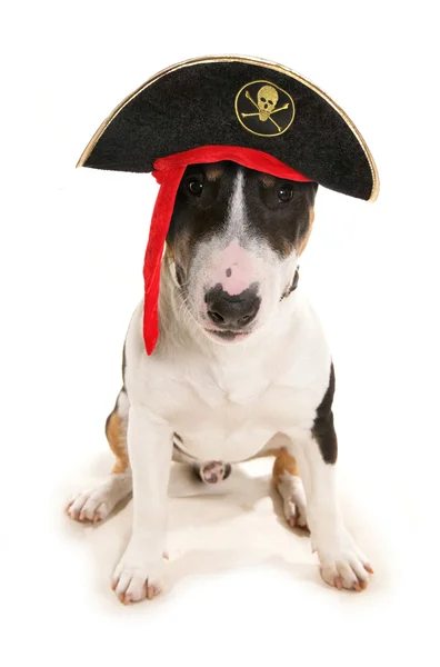 Perro pirata — Foto de Stock