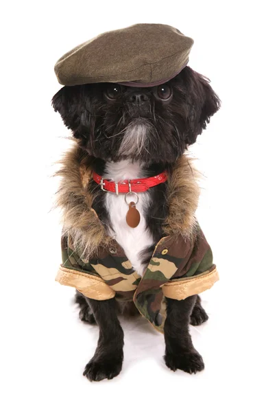 Militära hund — Stockfoto