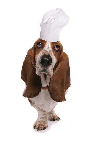 Basset hound usando chapéu de chefs — Fotografia de Stock