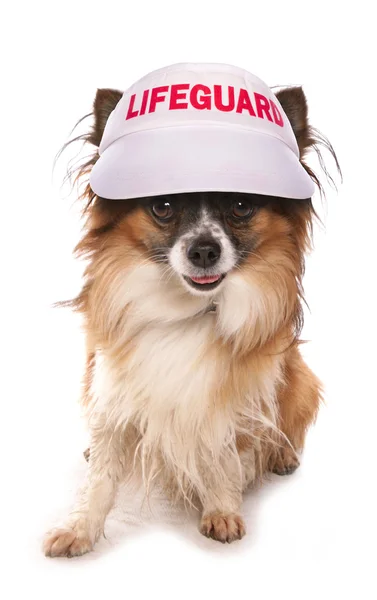 Dog lifeguard — Stock Photo, Image