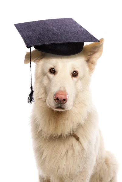 German shepherd wearing mortar board hat — Stock Photo, Image