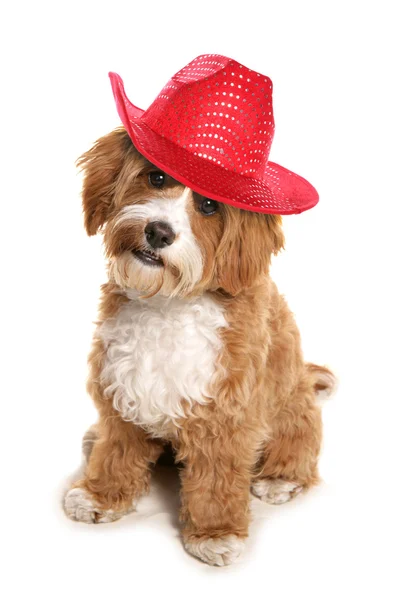 Cavapoo wearing red cowboy hat — Stock Photo, Image