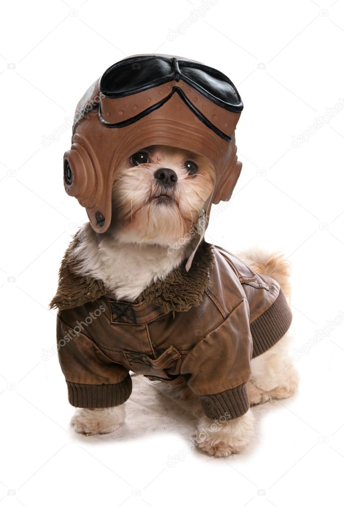 Shih tzu wearing a pilots costume