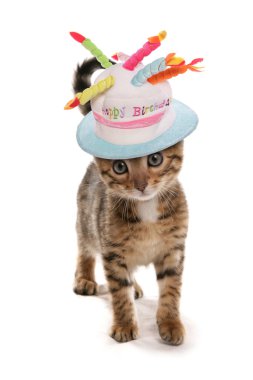 kot egzotycznyegzotik kedi yavrusu