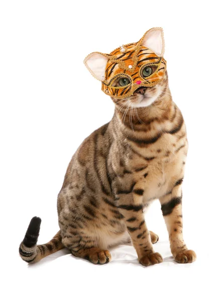 Kot egzotycznyegzotik kedi yavrusu — Zdjęcie stockowe