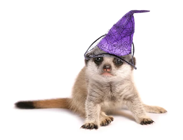 Meerkat sobie kapelusz hallooween — Zdjęcie stockowe