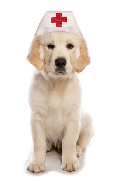 Golden retriever dog — Stock Photo, Image