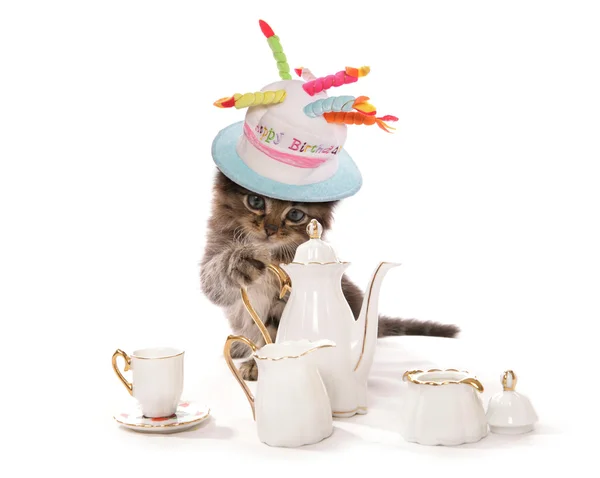 Funny cat wearing birthday hat — Stock Photo, Image