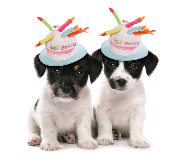 Twee jack russell terrier pups — Stockfoto