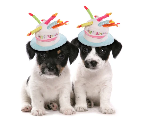 iki jack russell terrier yavruları