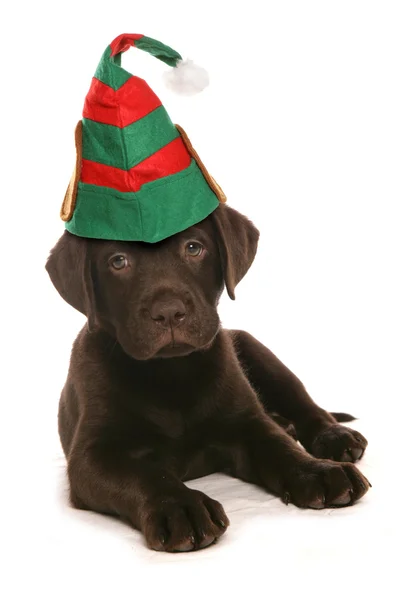 Chocolade labrador puppy — Stockfoto