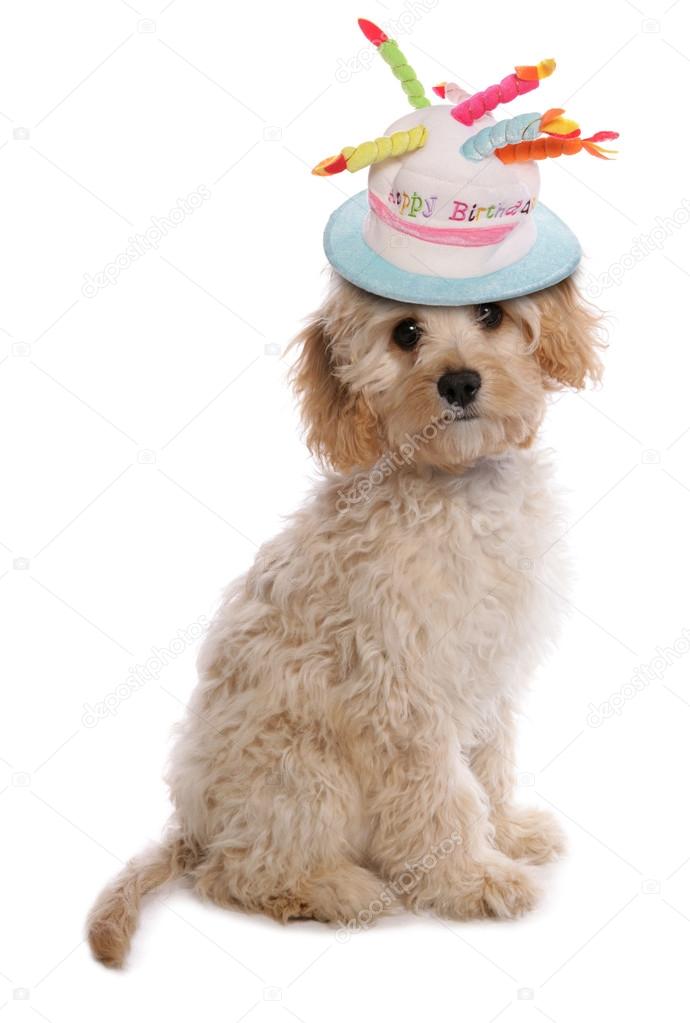 labradoodle hat