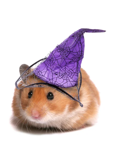 Syrian hamster — Stock Photo, Image