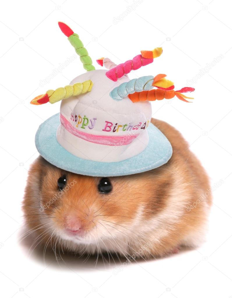 Syrian hamster Stock Photo by ©chrisbrignell 54070329 Syrian hamster Stock Photo by ©chrisbrignell 54070329