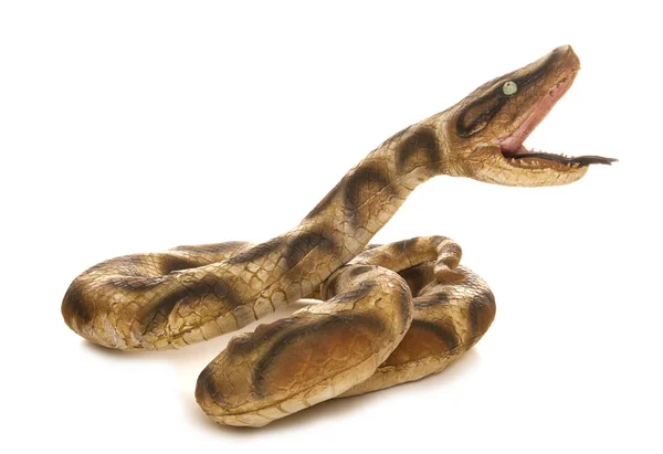 Serpente giocattolo — Foto Stock