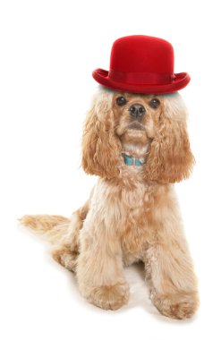 Amerikan cocker spaniel