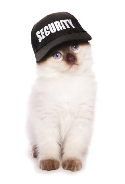 Güvenlik beyzbol şapkası Ragdoll kedi yavrusu