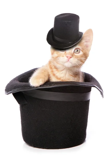 Sihirli kedi kesme — Stok fotoğraf