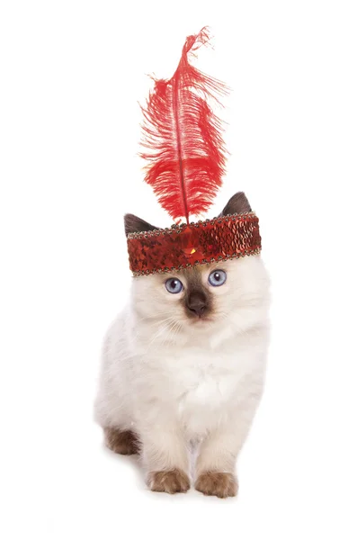 Ragdoll kitten with a flapper girl headband — Stock Photo, Image