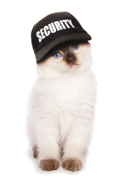 Ragdoll kattunge bär säkerhet baseball hat — Stockfoto