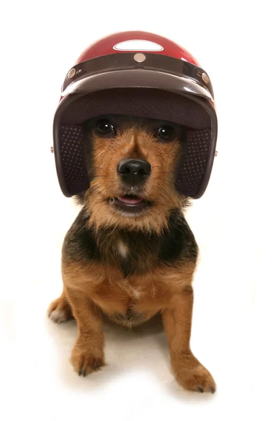 Terrier racing cutout — Stockfoto