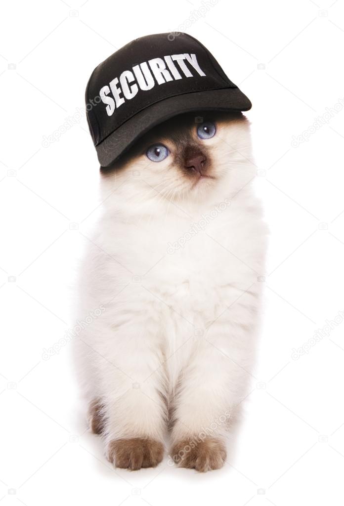 Ragdoll kitten wearing security baseball hat Stock Photo by ©chrisbrignell  63364881