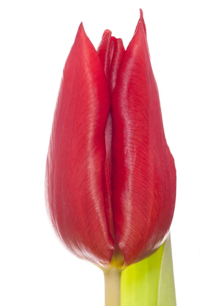 Singolo fiore di tulipano rosso — Foto Stock