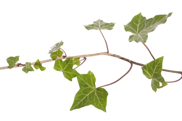 Ivy wijnstok knipsel — Stockfoto