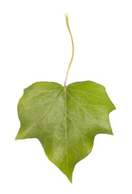 Ivy yaprak izole