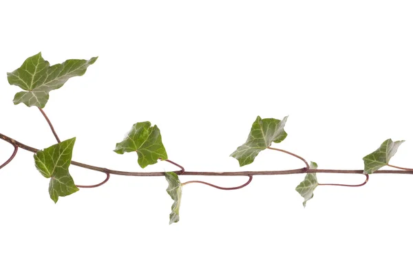 Ivy gränsen cutout — Stockfoto