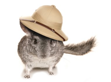 Chinchilla explorer kesme
