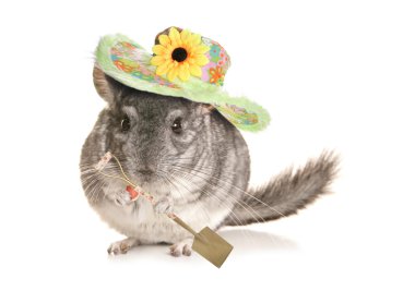 Chinchilla bahçıvan kesme
