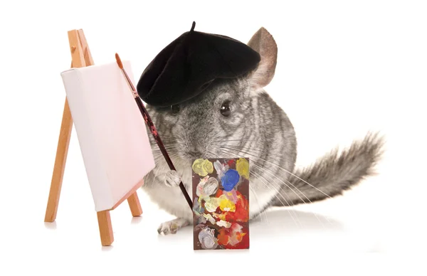 Chinchilla artist cut — Stockfoto