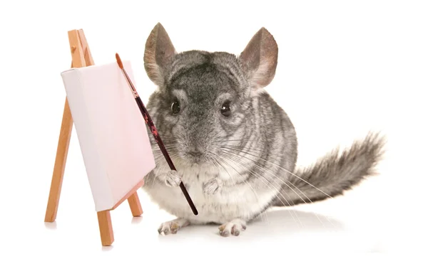 Chinchilla kunstenaar knipsel — Stockfoto