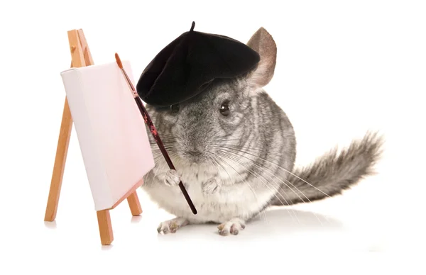 Chinchilla artist cutout — Stock Photo, Image