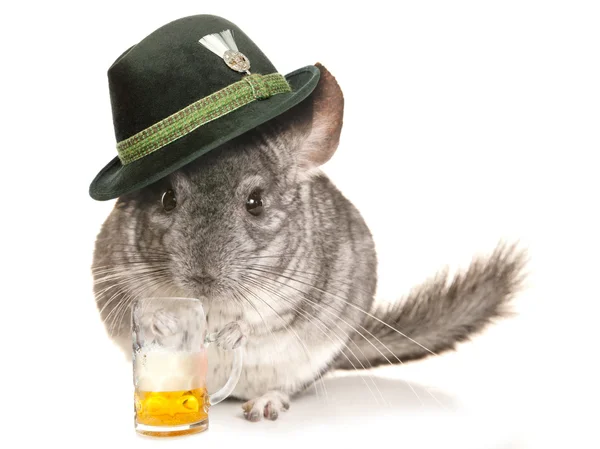 Chinchilla wearing beer festival hat with pint — Stock Photo, Image