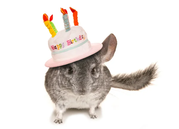 Chinchilla mit Happy Birthday Hut — Stockfoto