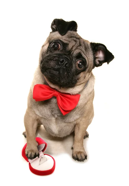 Will you marry me pug — Stock Photo, Image