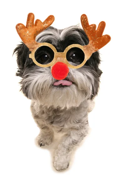 Joyeux noël shih tzu chien — Photo